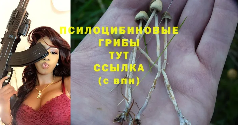 shop формула  Ярославль  Псилоцибиновые грибы Psilocybe 